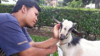 Duta Setiawan, Dosen Peternakan Universitas Tanjungpura (Untan) Pontianak