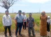 Direktur Pengolahan dan Pemasaran Hasil Tanaman Pangan (PPHTP) Kementerian Pertanian, Batara Siagian, SP., M.A.B, saat melakukan kunjungan kerja di Kabupaten Bombana