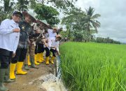 Kementerian Pertanian Monitoring Program PAT dan Pompanisasi di Kolaka Timur