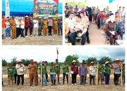 Penanaman jagung serentak