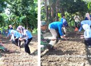 Penanaman Bawang Merah di Kampung Zakat