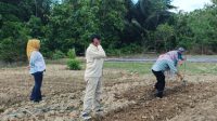 Sekretaris Kesbangpol Bombana Budiman memantau perkembangan kebun OPD di Kelurahan Doule, Rumbia. Kebun yang ditanami berbagai tanaman pangan ini menjadi upaya pemanfaatan lahan produktif sekaligus mendukung ketahanan pangan dan kebersamaan pegawai.