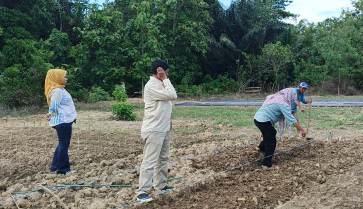 Sekretaris Kesbangpol Bombana Budiman memantau perkembangan kebun OPD di Kelurahan Doule, Rumbia. Kebun yang ditanami berbagai tanaman pangan ini menjadi upaya pemanfaatan lahan produktif sekaligus mendukung ketahanan pangan dan kebersamaan pegawai.