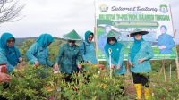 Tim Penggerak PKK Provinsi Sulawesi Tenggara bersama jajaran pemerintah daerah melakukan panen bersama di Kebun PKK Kabupaten Bombana