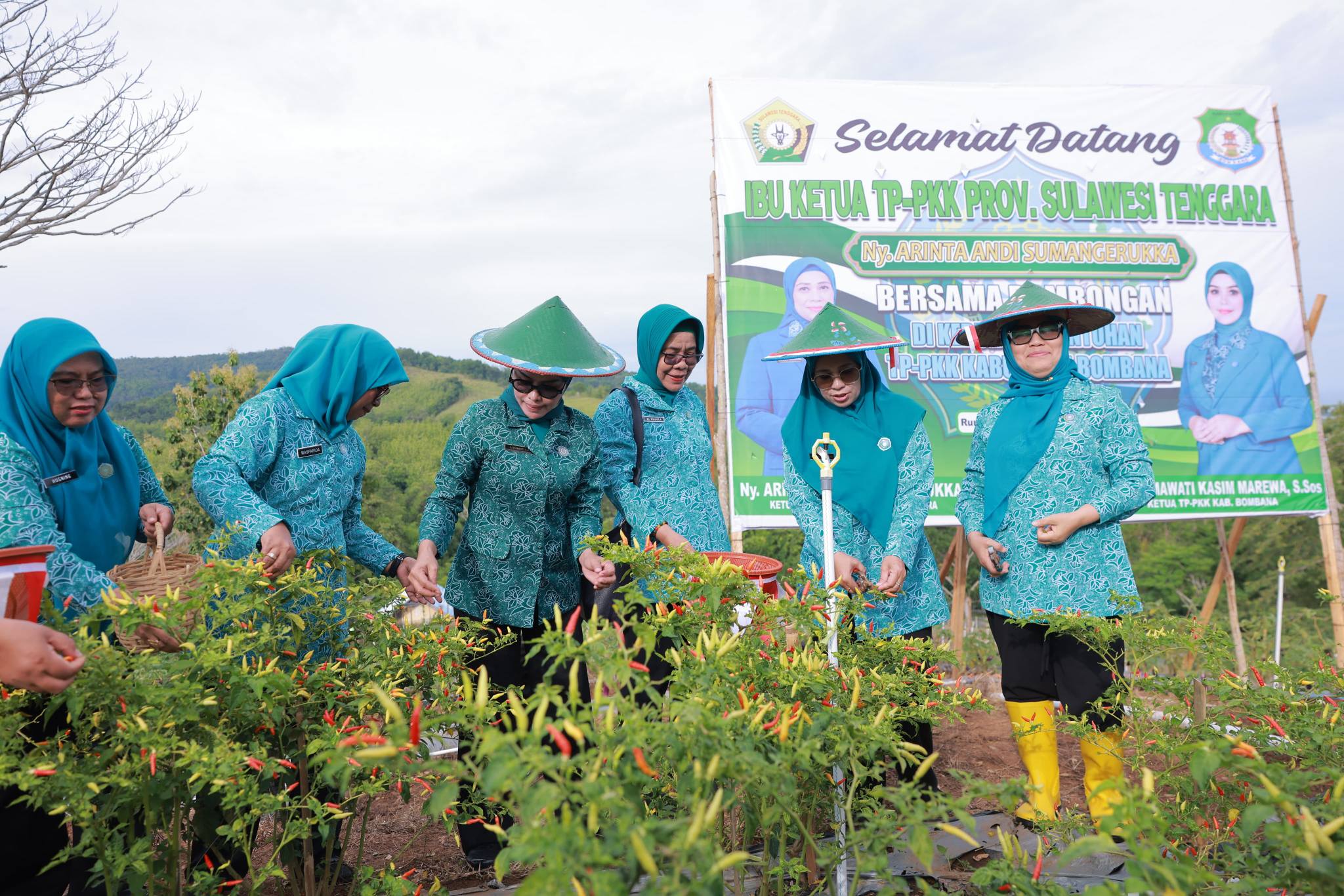 Tim Penggerak PKK Provinsi Sulawesi Tenggara bersama jajaran pemerintah daerah melakukan panen bersama di Kebun PKK Kabupaten Bombana