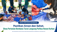 Petugas Dinas Pertanian Bombana memeriksa kesehatan hewan kurban dan kondisi daging hasil penyembelihan sebagai bagian dari pengawasan keamanan pangan asal hewan Hari Raya Idul Adha 1447 H.