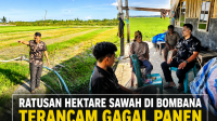 Anggota DPRD Bombana, Yudi Utama Arsyad, meninjau langsung areal persawahan yang terdampak kekeringan di Dusun Tusui, Kelurahan Bambaea, Kecamatan Poleang Timur, sambil berdialog dengan petani guna mencari solusi untuk mencegah ancaman gagal panen.