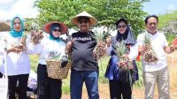 Bupati Bombana Burhanuddin panen perdana bawang merah di Desa Watukalangkari. Demplot menunjukkan hasil 9 hingga 12 umbi anakan per tanaman.